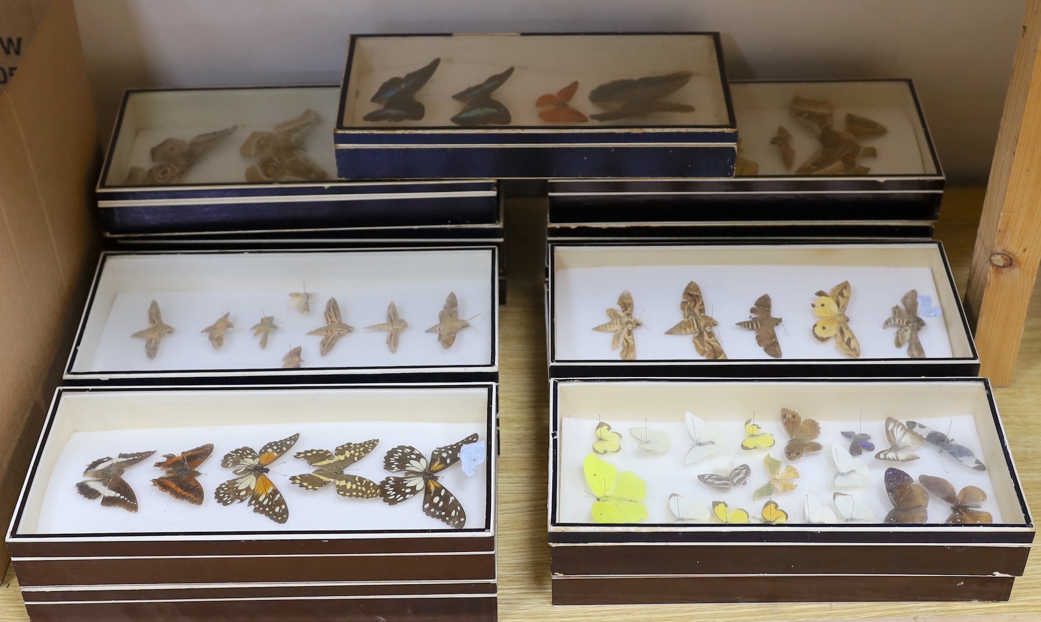 Entomology - Butterfly and moth specimens in 15 display boxes, largest box 37 cm wide